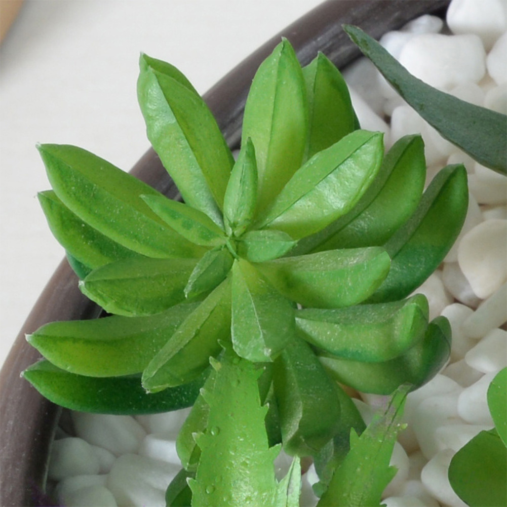Succulent Arrangement Mini - Arreglo de Suculentas en Estilo Mini