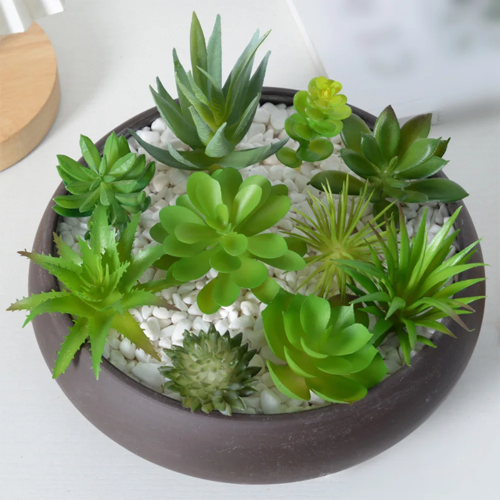 Succulent Arrangement Mini - Encantador Arreglo de Mini Bonsáis y