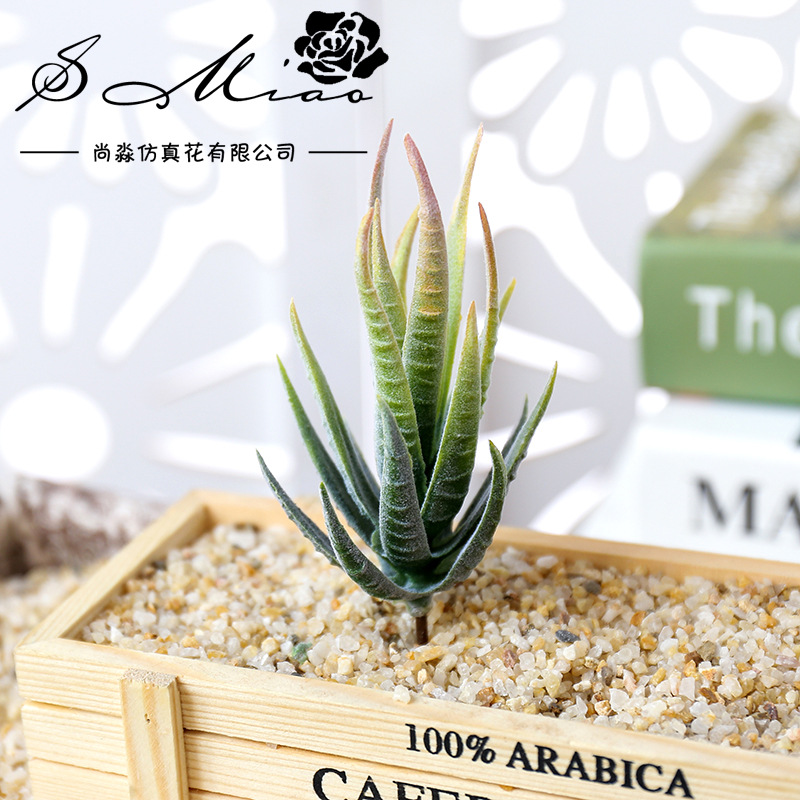 Succulent Arrangement Mini - Wusmart Ban Ma Lu Hui, Plantas