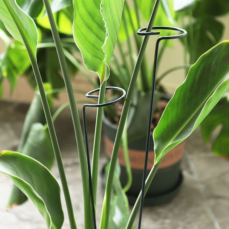 Anillo de estaca de soporte pa - Plant Parent Tools reseña y precio