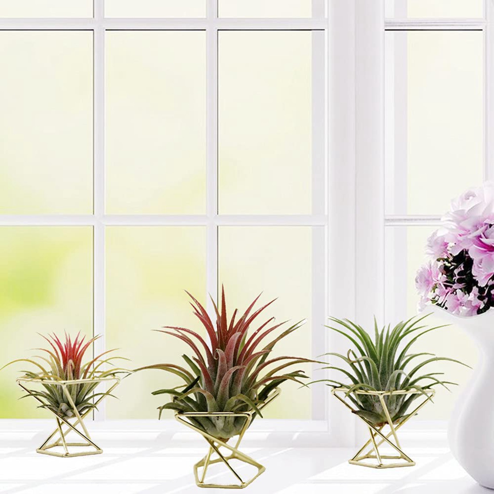 SYW-8 Juego de 8 Soportes Geom - Air Plant Tillandsia reseña y precio
