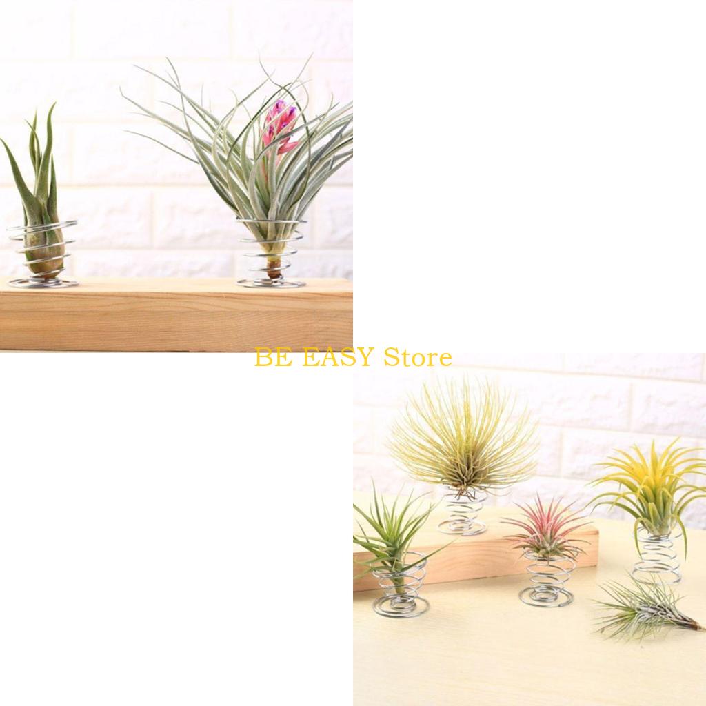 E28F Juego 20 plantas interior - Air Plant Tillandsia reseña y precio