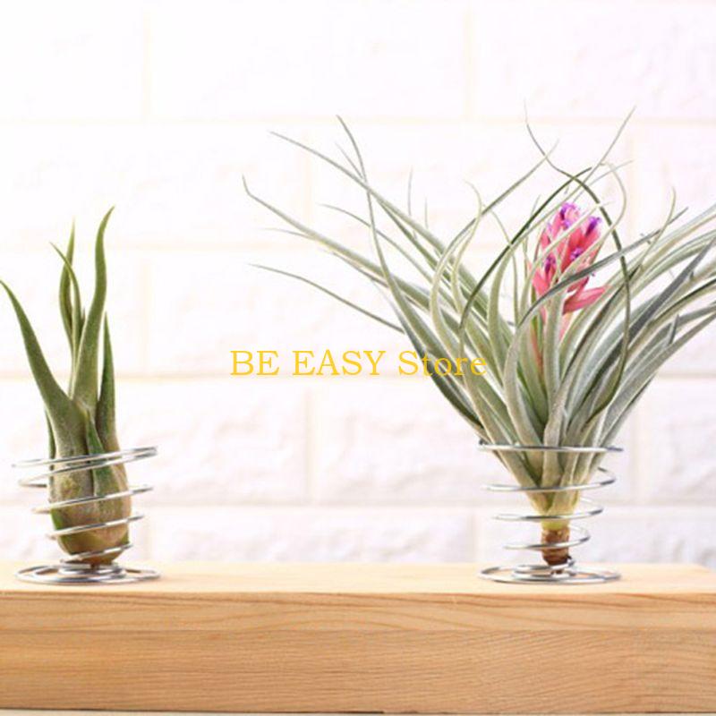 E28F Juego 20 plantas interior - Air Plant Tillandsia reseña y precio