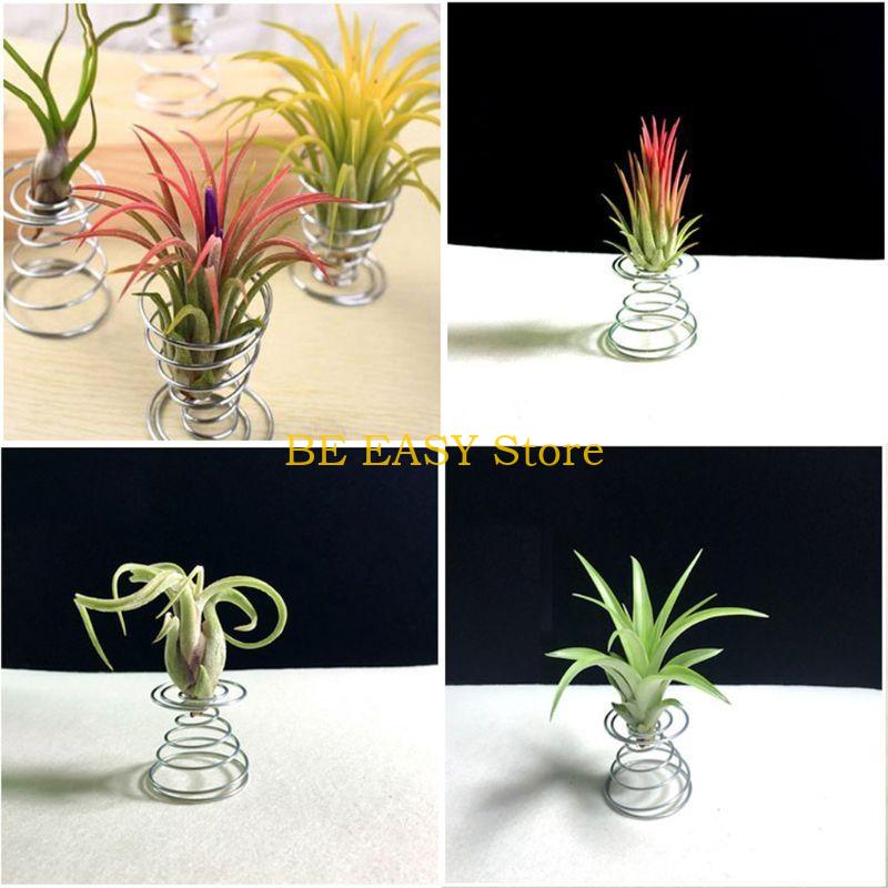 E28F Juego 20 plantas interior - Air Plant Tillandsia reseña y precio