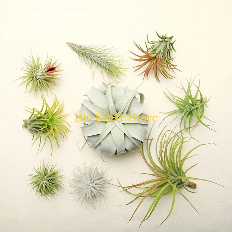 E28F Juego 20 plantas interior - Air Plant Tillandsia reseña y precio