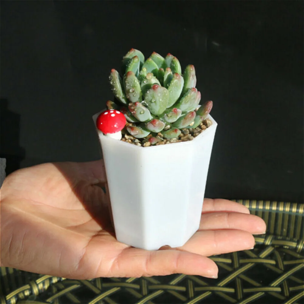 10 Macetas de Plástico Pequeña - Succulent Arrangement Mini reseña y precio
