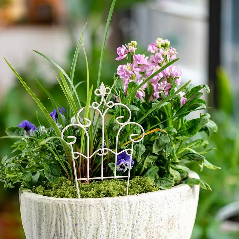 Mini Cerca de Hierro con Diseñ - Succulent Arrangement Mini reseña y precio