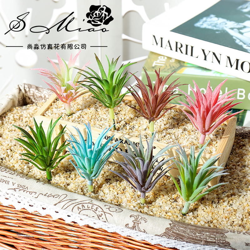 Mini Ling Jiao Cao de 7.5x10cm - Succulent Arrangement Mini reseña y precio
