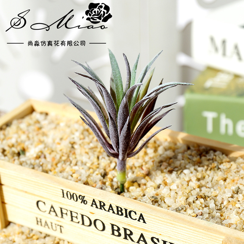 Mini Ling Jiao Cao de 7.5x10cm - Succulent Arrangement Mini reseña y precio