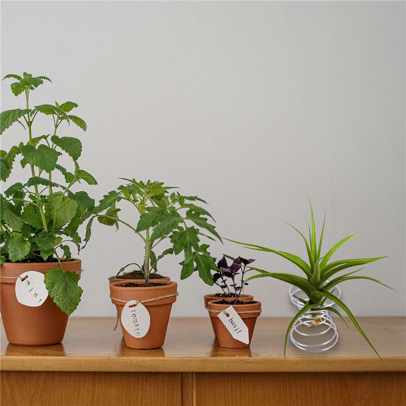 Soporte para Plantas Aéreas, J - Air Plant Tillandsia reseña y precio