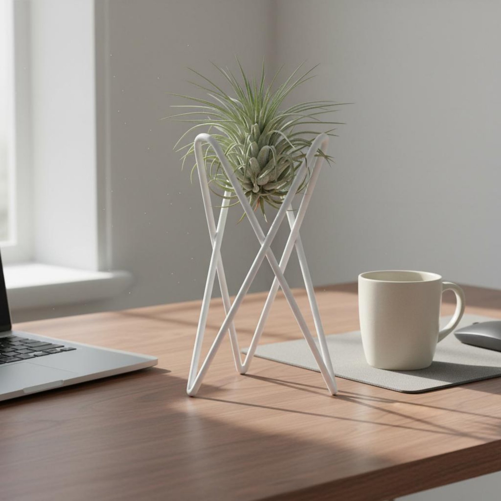 Soporte para Plantas Aéreas, D - Air Plant Tillandsia reseña y precio