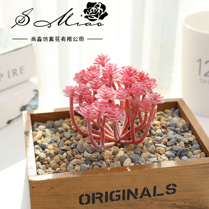 Wusmart-plantas suculentas art - Succulent Arrangement Mini reseña y precio
