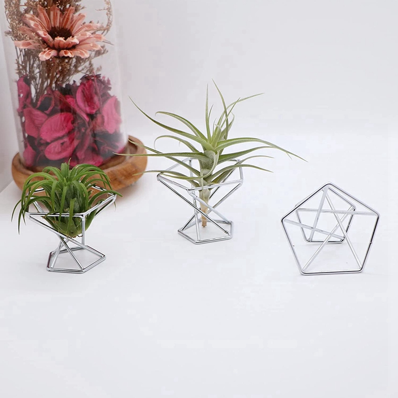 Paquete de 5 Soportes para Pla - Air Plant Tillandsia reseña y precio