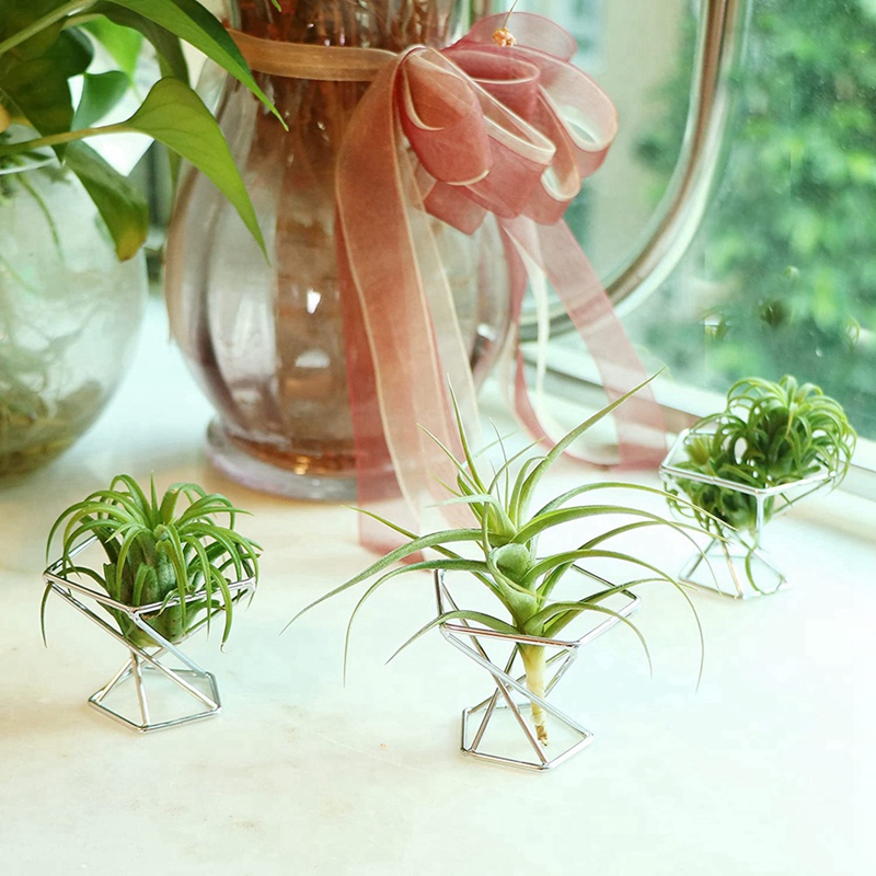 Paquete de 5 Soportes para Pla - Air Plant Tillandsia reseña y precio