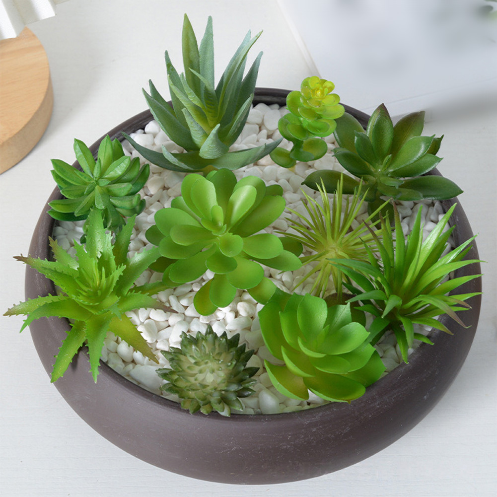 Encantadora maceta redonda con - Succulent Arrangement Mini reseña y precio