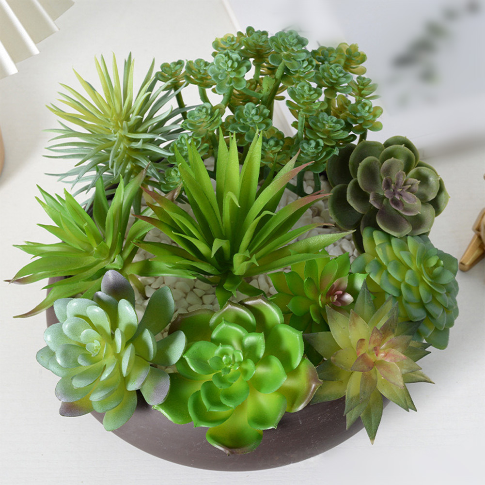 Encantadora maceta redonda con - Succulent Arrangement Mini reseña y precio