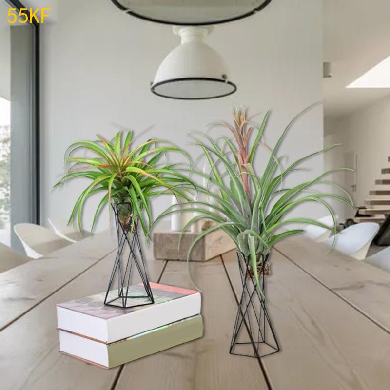 55kf soporte planta aire nórdi - Air Plant Tillandsia reseña y precio