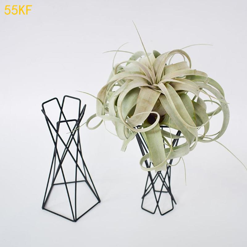 55kf soporte planta aire nórdi - Air Plant Tillandsia reseña y precio
