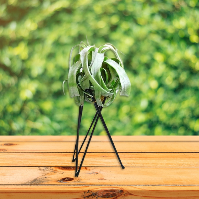 Soporte para clavel maceta Met - Air Plant Tillandsia reseña y precio