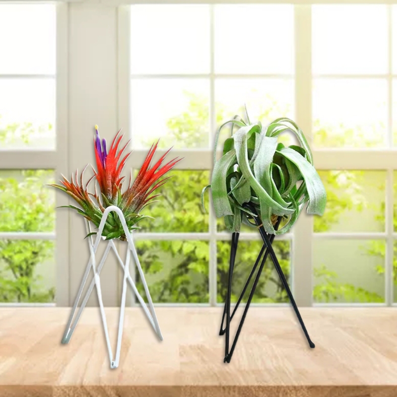 Soporte para clavel maceta Met - Air Plant Tillandsia reseña y precio
