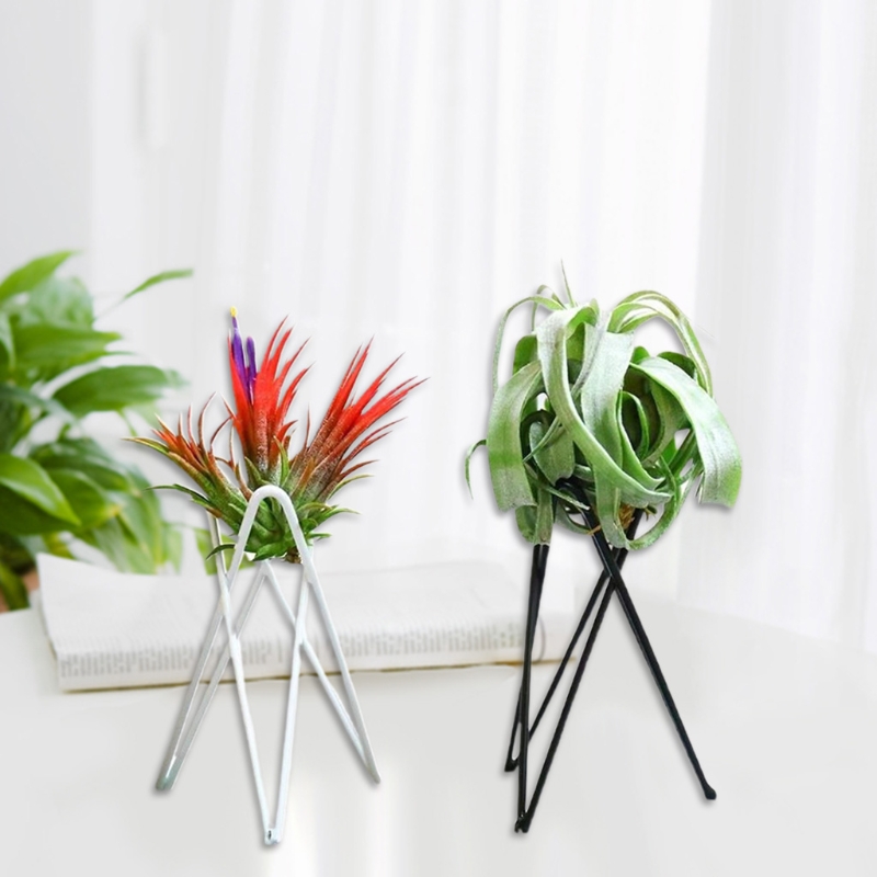 Soporte para clavel maceta Met - Air Plant Tillandsia reseña y precio