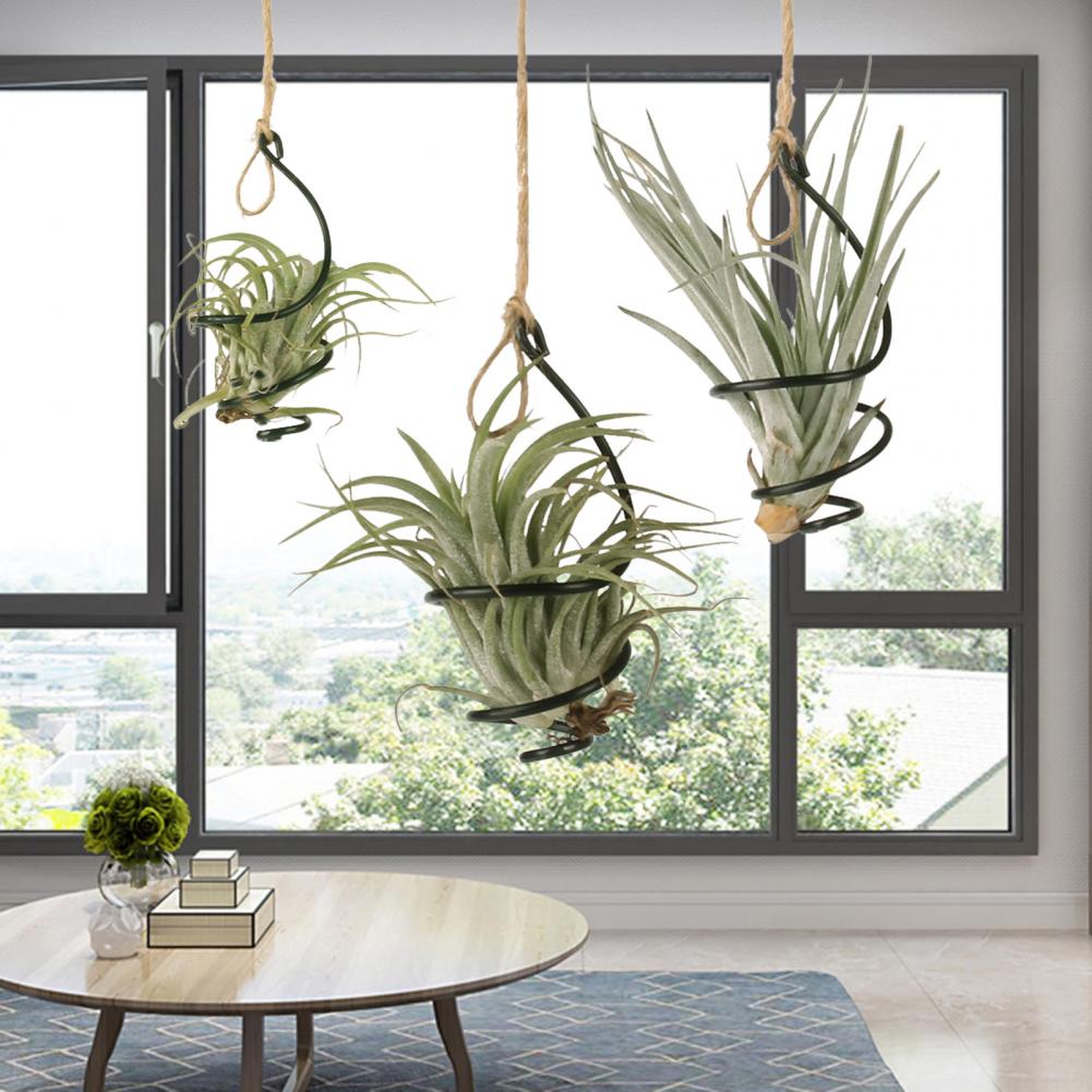 Soporte Metálico para Plantas, - Air Plant Tillandsia reseña y precio