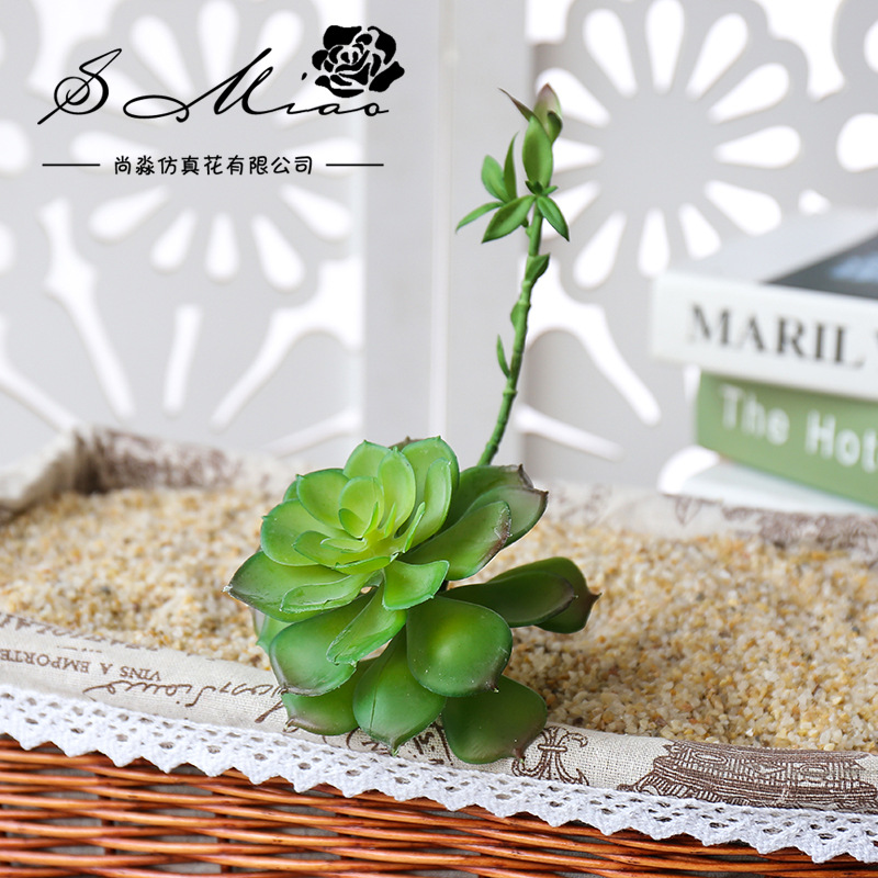 Wusmart Zhong Shi Lian plantas - Succulent Arrangement Mini reseña y precio