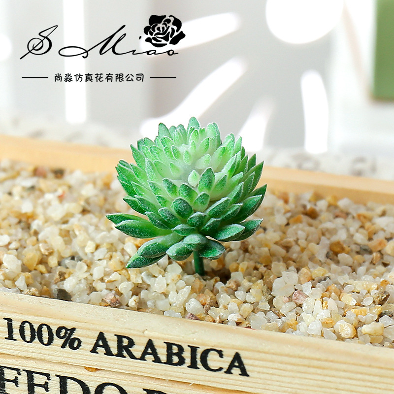 Wusmart Ji Wa Lian plantas suc - Succulent Arrangement Mini reseña y precio