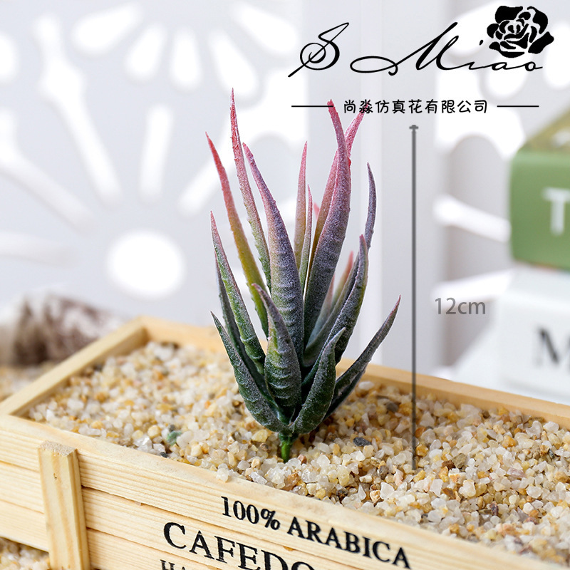 Wusmart Ban Ma Lu Hui plantas  - Succulent Arrangement Mini reseña y precio