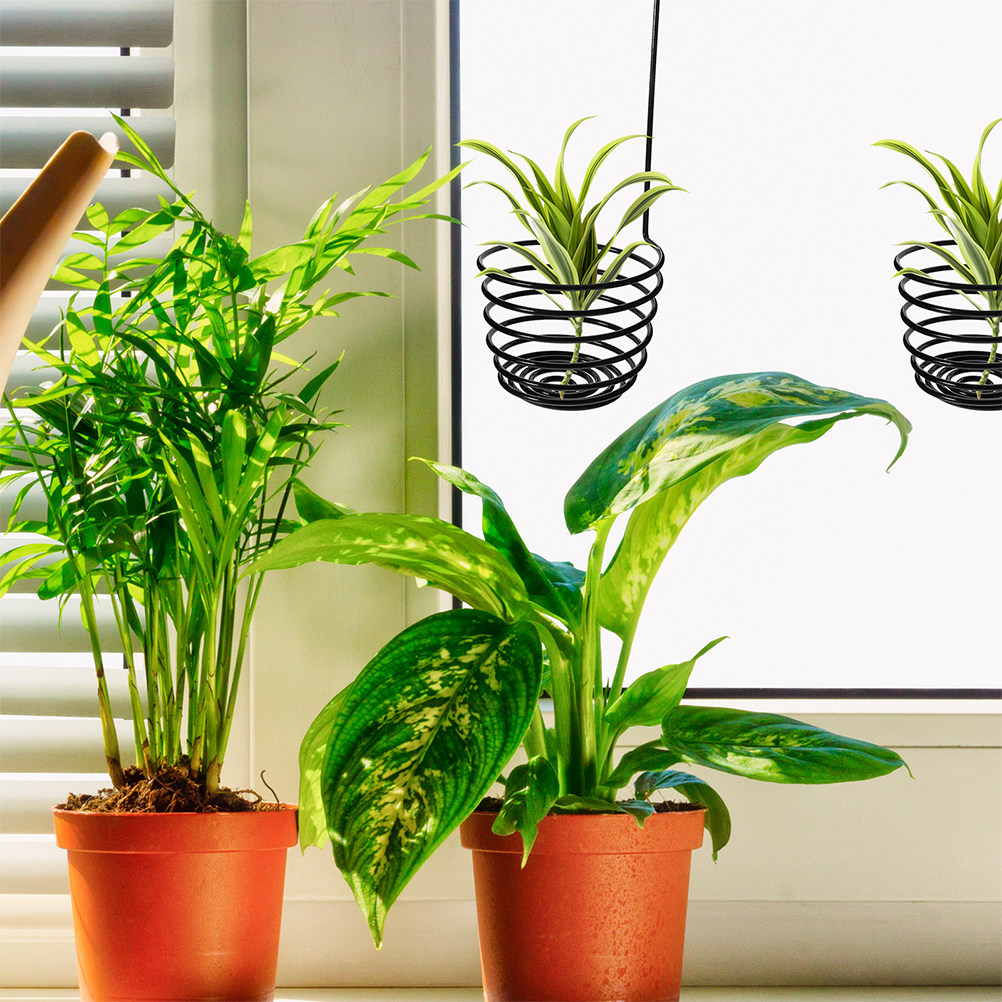 3 Ganchos Metálicos Resistente - Air Plant Tillandsia reseña y precio