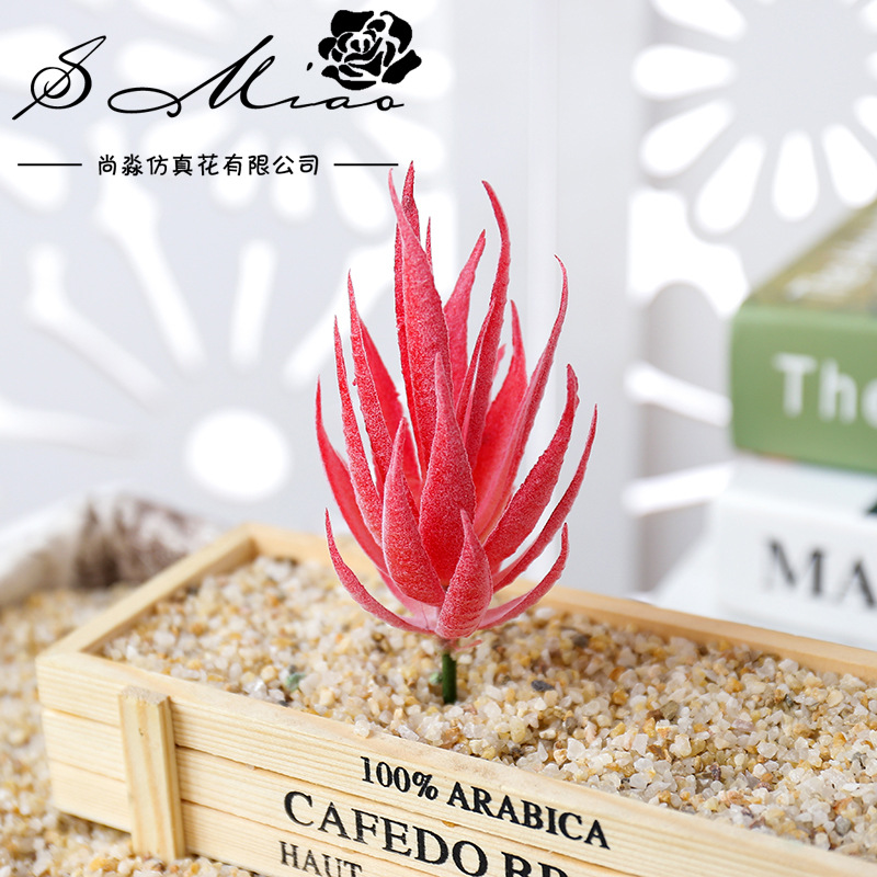 Wusmart Ban Ma Lu Hui, Plantas - Succulent Arrangement Mini reseña y precio